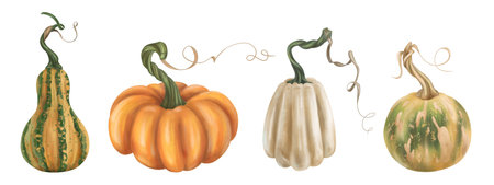 Set of autumn harvest of ripe pumpkin. Fresh farm vegetables, healthy organic food, vegetarianism. Garden plants, agriculture, seasonal plants. Nature, agronomy and rural life. Isolated illustration.の写真素材