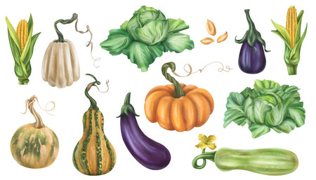 Set of autumn harvest of pumpkins, cabbage, corn, eggplant, zucchini. Fresh farm vegetables, healthy organic food. Garden plants, agriculture. Nature, agronomy and rural life. Isolated illustration.の写真素材
