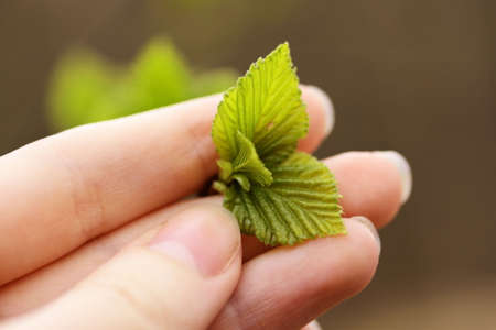 Young green leaves in a female handの写真素材