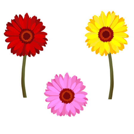 Set of daisy flowersのイラスト素材