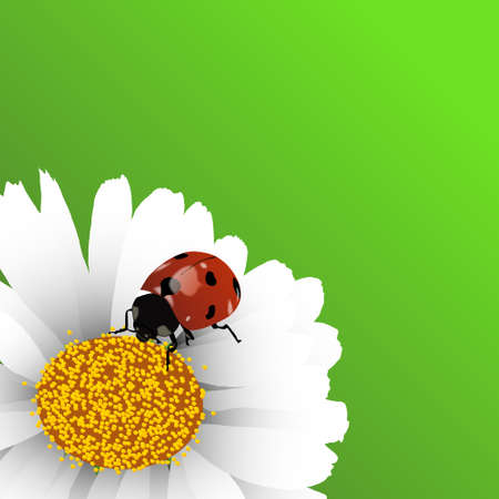 Spring background with ladybug on chamomileのイラスト素材