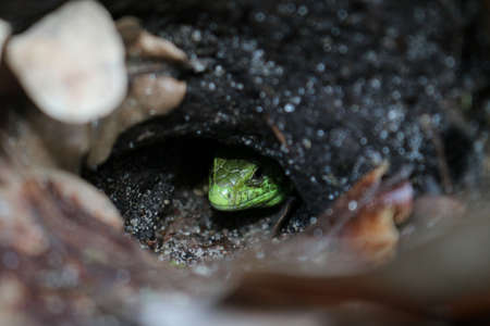 lizardの写真素材