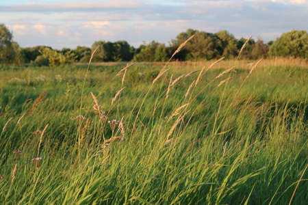 Russian field
