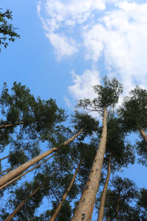 trees