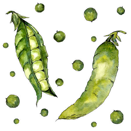 Watercolor peas. Suitable for creating textiles, design and packaging of goods.の写真素材
