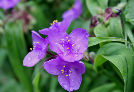 rain drops on the spiderwort flowerの写真素材