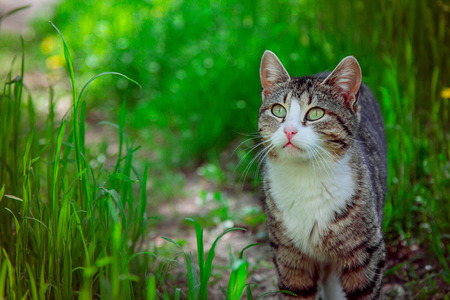 Cute tabby green eyed cat with white neck pink nose and white whiskers in the gardenの写真素材