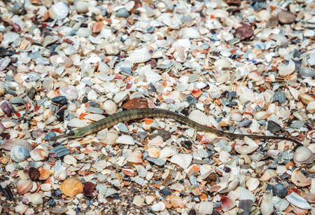 grey spotted pipefish washed astrandの写真素材