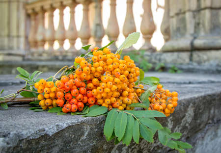 rowan branches with ripe orange berries and green leavesの写真素材