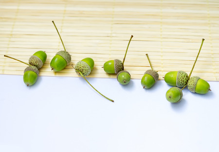 Green acorns on the white tablecloth and bamboo matの写真素材