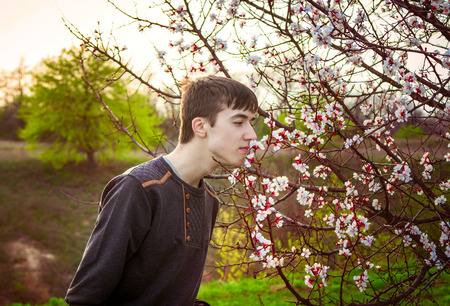 Young man smelling white flowers of blooming apricot tree, springtime outdoorsの写真素材
