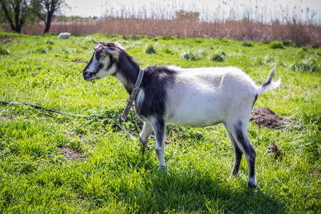black and white young hornless domestic goat on the leash at pasture on the meadowの写真素材
