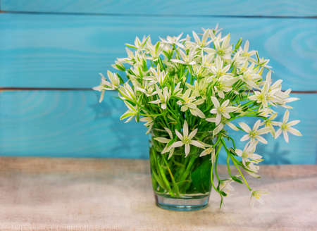 Bouquet of beautiful white flowers (ornithogallum) in a glass on painted in blue wooden backgroundの写真素材
