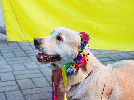 Zaporizhia/Ukraine- May 19, 2016: Labrador dog in traditional Ukrainian flower wreath with colorful ribbons sitting near national Ukrainian yellow and blue flag during  celebration of traditional Ukrainian embroidered clothes, known as vyshyvanka  day, ceのeditorial素材