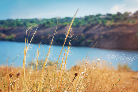 Faded dry feather grass on a river hill, late summer.の写真素材