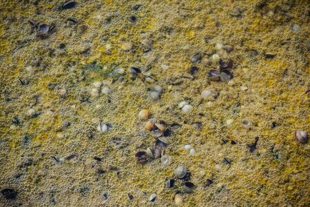 View of salty lake bottom with bubbling algae and shells, abstract nature backgroundの写真素材