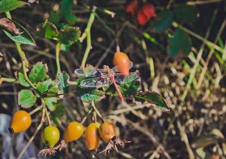 Red dragonfly on a branch of briar with ripe rose hipsの写真素材