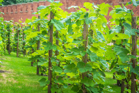 Krakow / Poland - August 14, 2017: Wawel Royal Castle, vineyard on the palace complex territory near fortification wallのeditorial素材