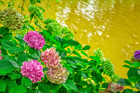 Blooming hortensia bush with beautiful pink flowers, growing on a pond shore, with water on background. Hydrangea macrophilla.の写真素材