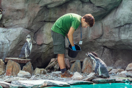 Krakow / Poland- August 14, 2017: Krakow zoo staff - young man, wearing uniform, feeding penguins...