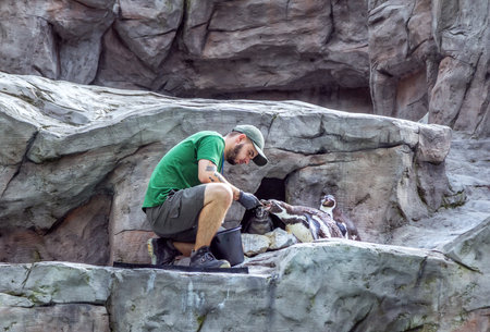 Krakow / Poland- August 14, 2017: Krakow zoo staff - young man, wearing uniform, feeding penguins...