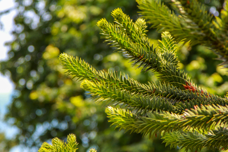 Araucaria araucana or Chilean pine - evergreen conifer tree branch with soft needles, growing in a...