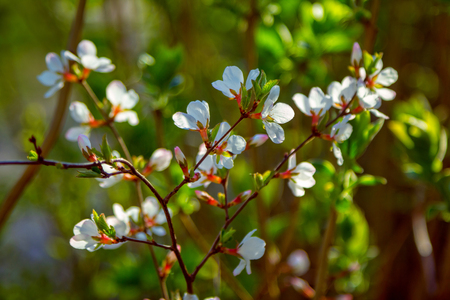 Beautiful blooming cherry tree branch with white flowers in a sunny garden, spring nature.の写真素材