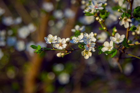 Beautiful blooming apricot tree branch with white flowers in a sunny garden, spring nature.