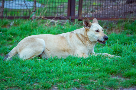 Stray dog ??laying on green grass near metal hedge on the streetの写真素材