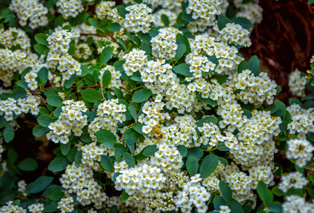 Beautiful blooming in spring spirea bush with small white flowers and green leaves