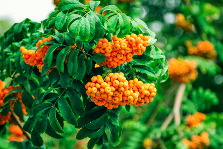 Rowan tree branches with ripe bright orange berries and green trees.の写真素材