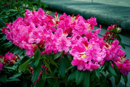 Beautiful bright pink rhododendron flowers, growing in the garden. Spring blooming nature.の写真素材