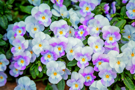 Beautiful colorful purple, white and yellow viola tricolor spring flowers growing in a garden.の写真素材