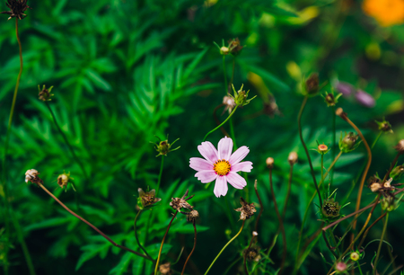 Beautiful pink cosmos flowers growing in the garden. Summer nature in bloom.の写真素材