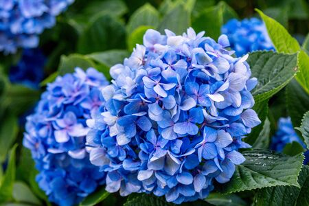 Beautiful blooming hydrangea bushの写真素材