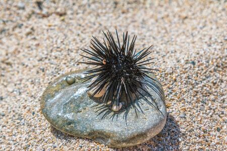 Close up spiny black sea urchin on the stone on a sandy sea shore near water.の写真素材