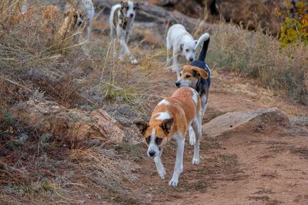 Flock of stray dogs, walking in the forest. Homeless puppies.
