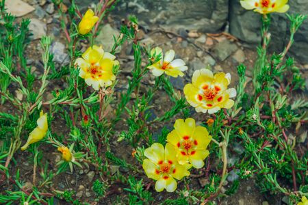 Beautiful colorful - red and yellow - portulaca flowers, also called purslanes, growing in a garden....