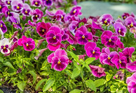 Beautiful pink and purple viola tricolor flowers, growing in the garden. Spring nature in bloom.の写真素材