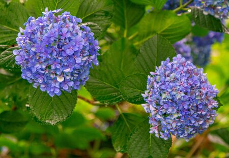 Beautiful blooming hydrangea bush with blue flowers and green leaves, growing in a summer garden