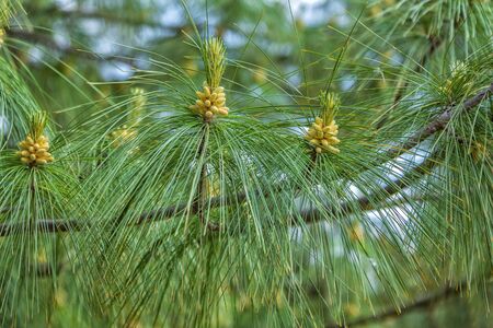 Close up branches of Pinus pseudostrobus, known as the smooth-bark Mexican pine tree with long soft...