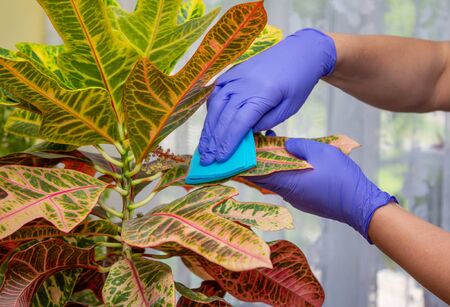 Hands in blue gloves clearing croton leaves, wiping dust, taking care of house plant.の写真素材