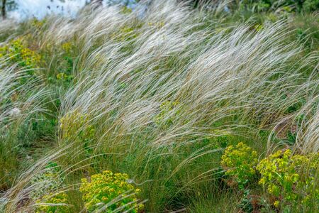 View of feather grass or needle grass, growing on the meadow in a forest. Spring nature.の写真素材
