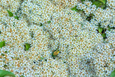 Green bug - Cetonia aurata or Rose chafer on white flowers of blooming spirea bush. Spring nature.の写真素材