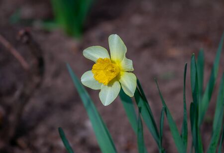View of beautiful yellow narcissus flower, growing in the garden. Spring blooming nature.の写真素材