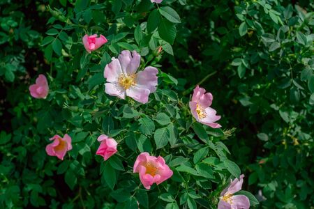 Beautiful blooming tea rose bush with pink flowers. Spring nature.の写真素材