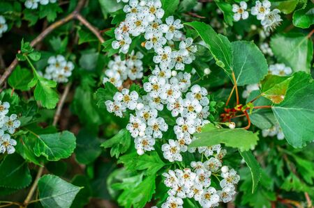 Close up beautiful blooming hawthorn tree branches with white flowers. Spring nature.