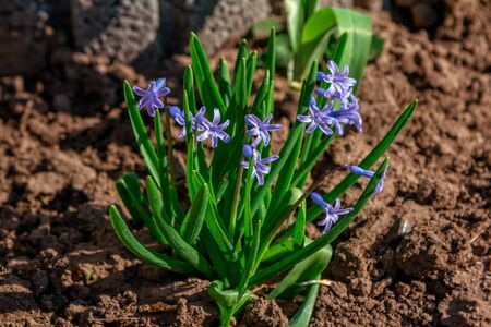 Beautiful blue Hyacinthus blossoms, growing in a garden. Spring flowers
