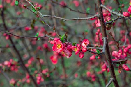 Beautiful spring background - branches with buds and red flowers of Chaenomeles japonica shrub, also known as Maules quince.の写真素材