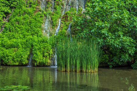 View of beautiful spring garden, pond and reed, growing in water, cliff with waterfall, covered with green grass, moss and bushes.の写真素材